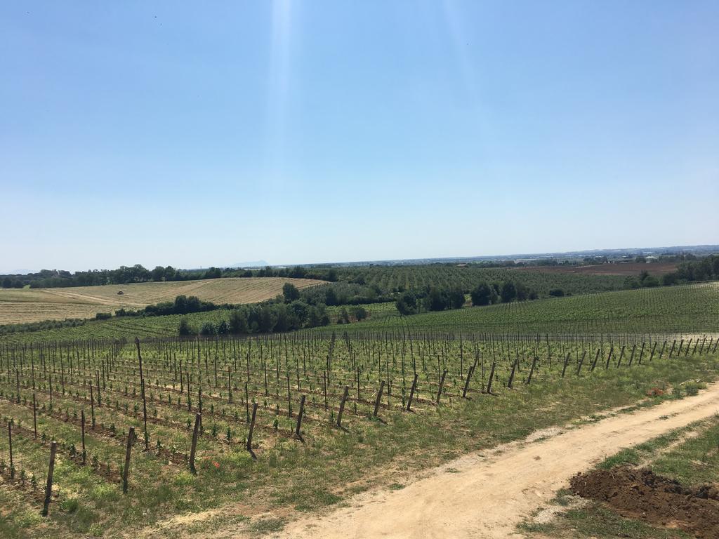 Il Casale Degli Ulivi - Agriturismo - Tenimenti Leone Lanuvio Exteriör bild