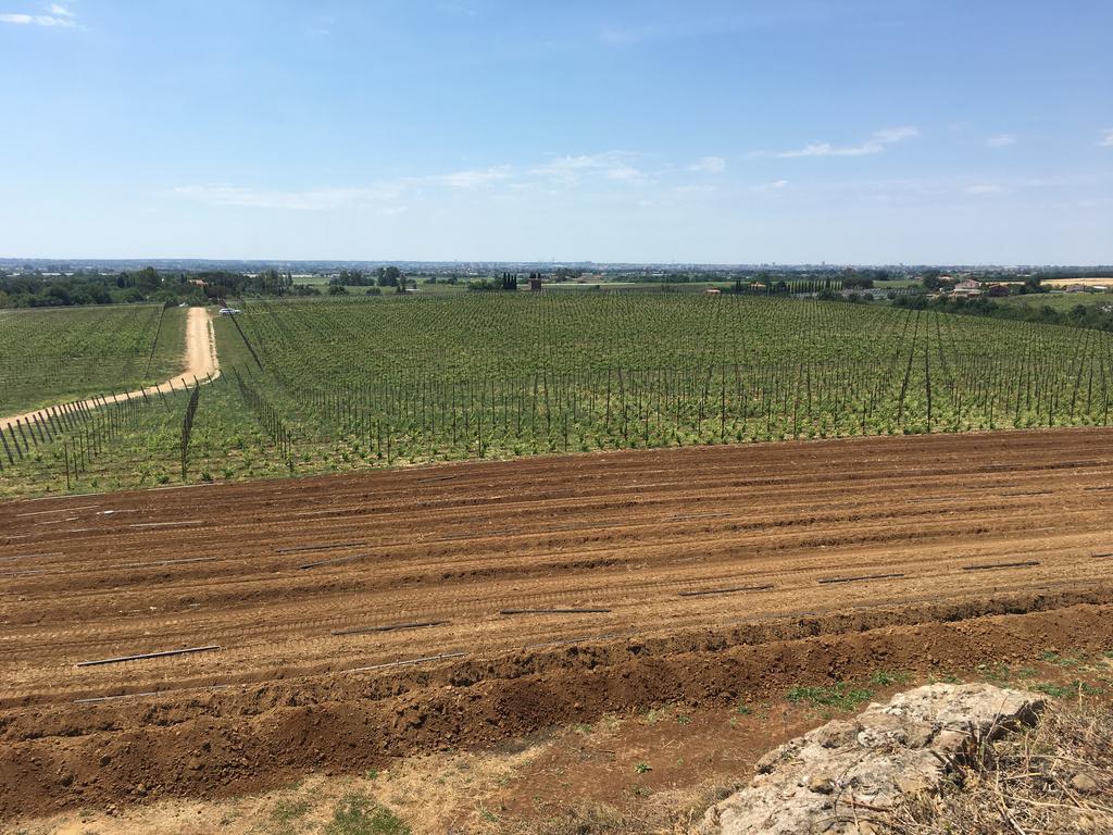 Il Casale Degli Ulivi - Agriturismo - Tenimenti Leone Lanuvio Exteriör bild