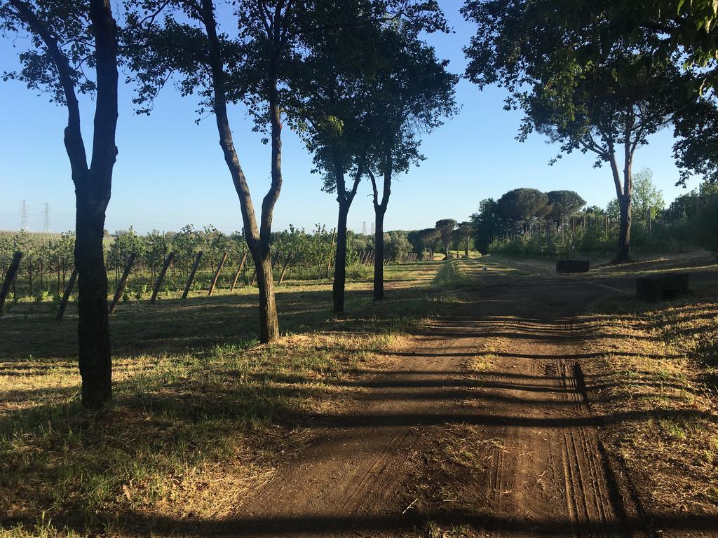 Il Casale Degli Ulivi - Agriturismo - Tenimenti Leone Lanuvio Exteriör bild