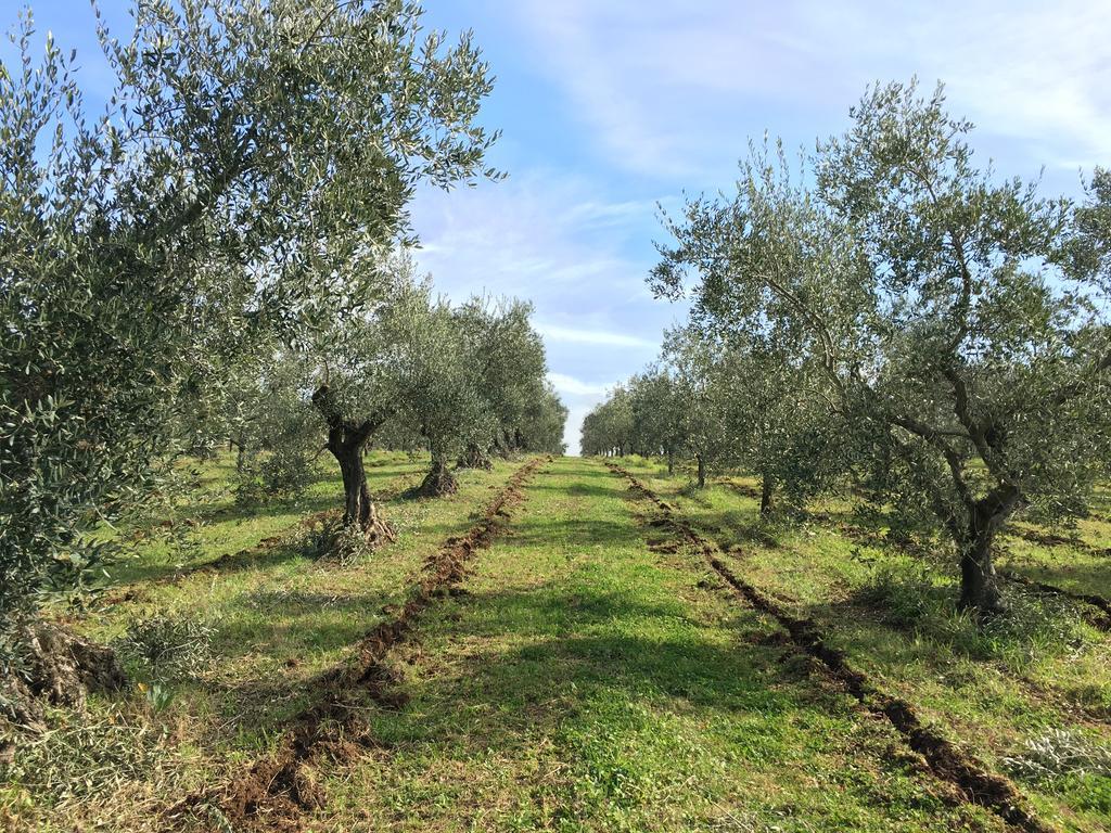 Il Casale Degli Ulivi - Agriturismo - Tenimenti Leone Lanuvio Exteriör bild